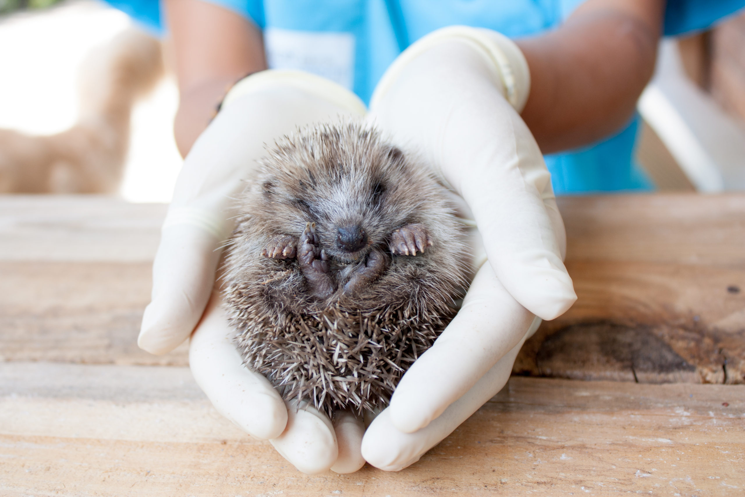 Hérisson_Manon Jeanty