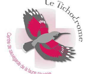 Le Tichodrome recrute un(e) mediateur(trice) faune sauvage !