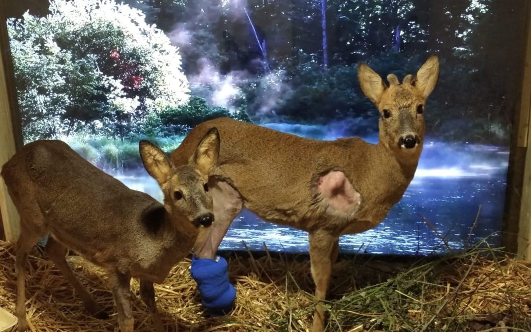 Parlons des problèmes des centres de soins faune sauvage sur RTL !