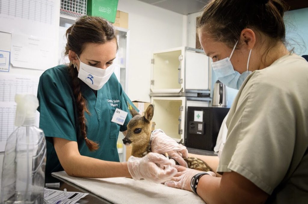 Une Aide Financière Pour Les Centres De Soins Pour La Faune Sauvage