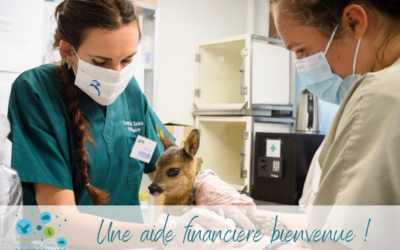 Une aide financière pour les centres de soins pour la faune sauvage
