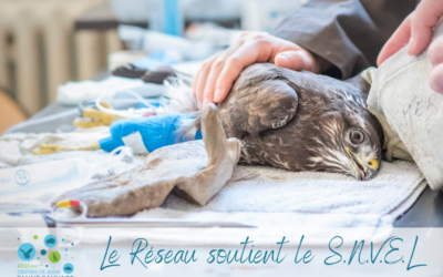 Le Réseau soutient le SNVEL