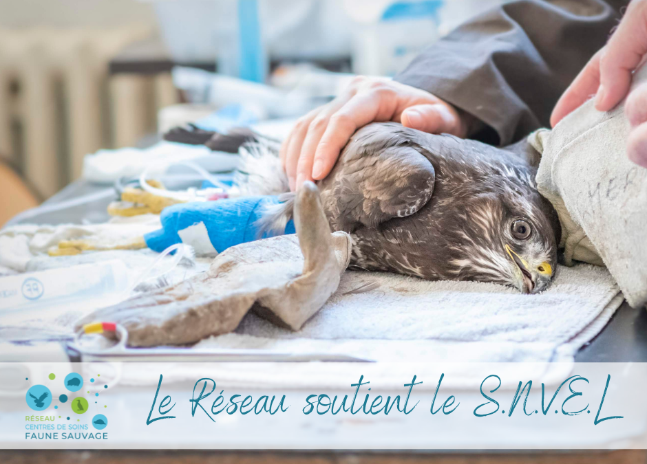 Le Réseau soutient le SNVEL