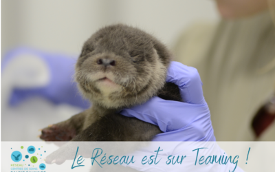 Teaming : soutenir le Réseau pour le prix d’un café!