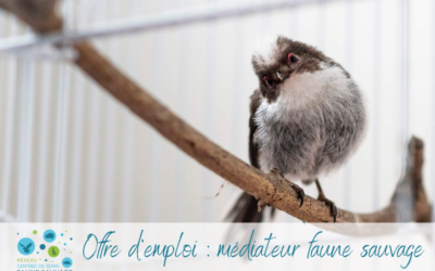 Le Tichodrome recherche un médiateur faune sauvage