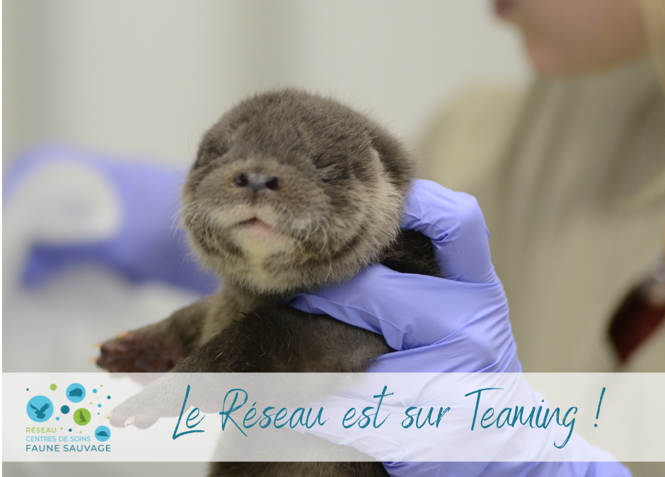 Teaming : soutenir le Réseau pour le prix d’un café!