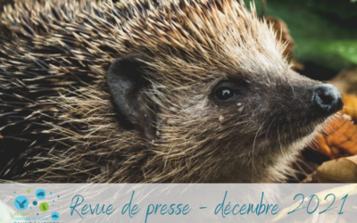 Revue de presse – décembre 2021