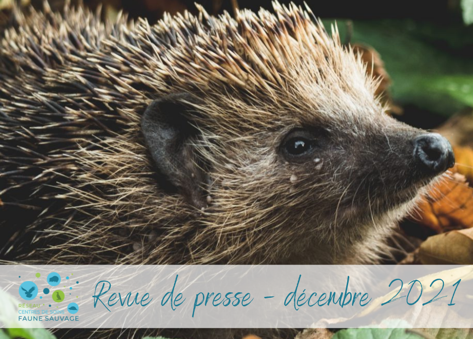 Revue de presse – décembre 2021