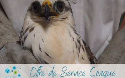 Offre de Service Civique