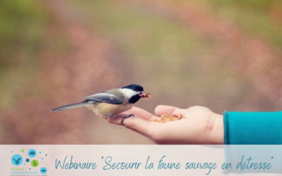 Webinaire « Secourir la faune sauvage en détresse »