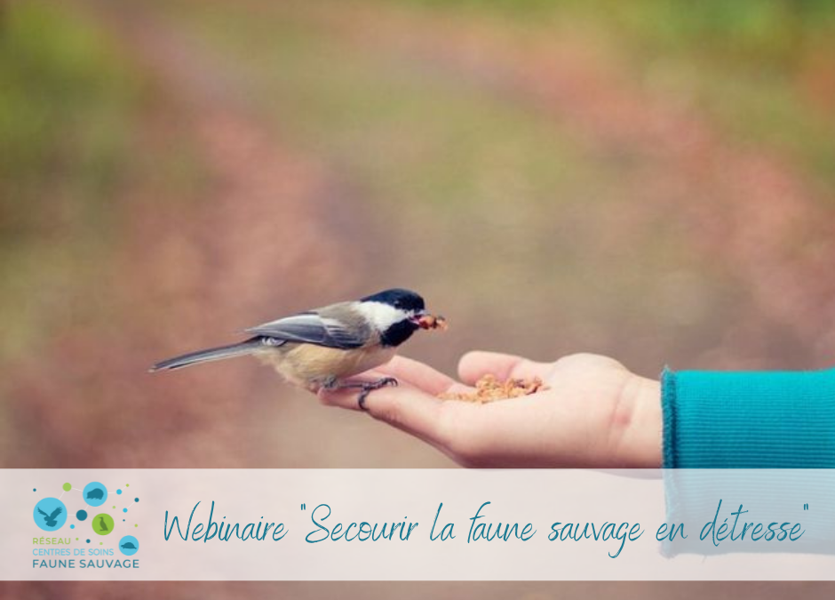 Webinaire « Secourir la faune sauvage en détresse »