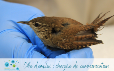 Le Réseau recrute un.e chargé.e de communication / médiation !