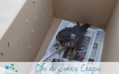 Offre de Service Civique