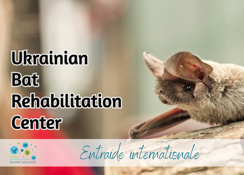 Entraide internationale avec l’Ukraine