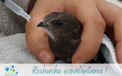 Recherche écovolontaires désespérément !