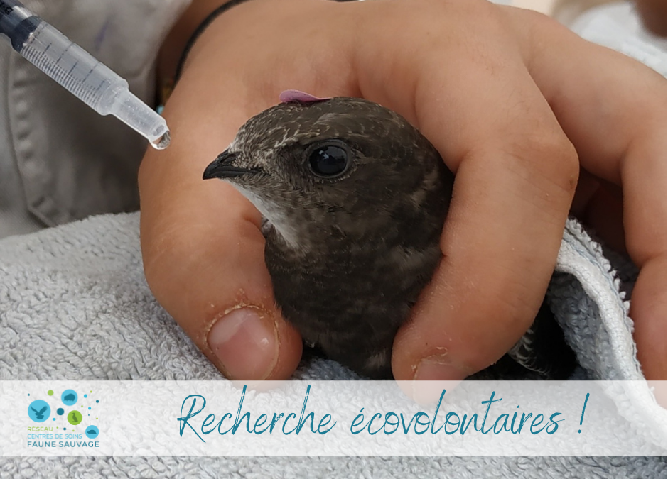 Recherche écovolontaires désespérément !