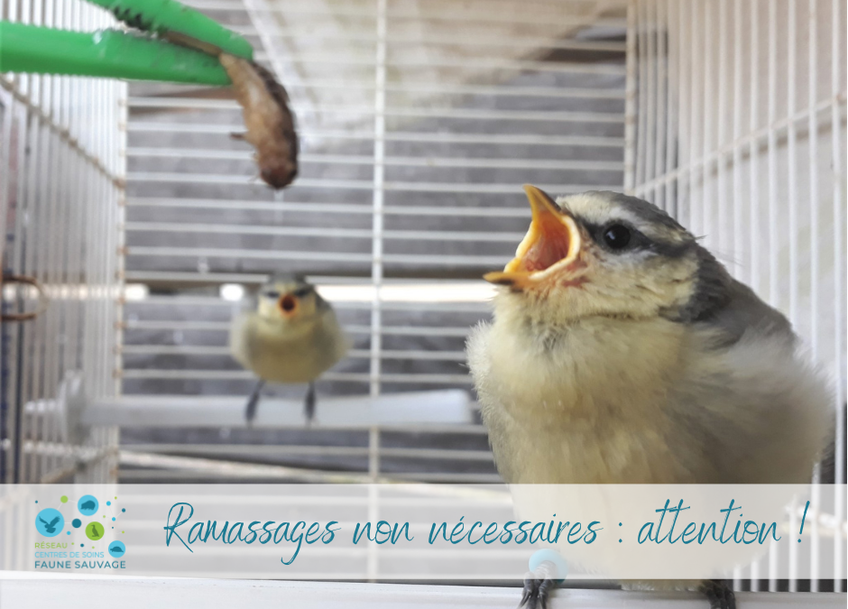 Attention aux ramassages non nécessaires