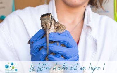 La nouvelle Lettre d’infos du Réseau est en ligne !