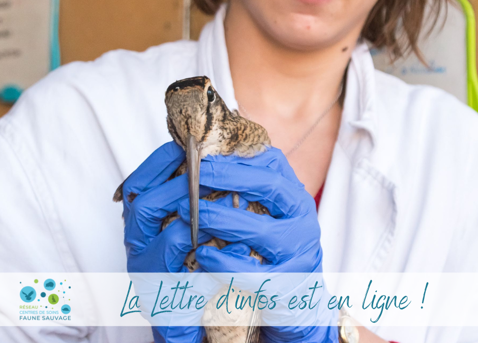 La nouvelle Lettre d’infos du Réseau est en ligne !