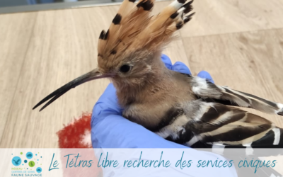 Le Tétras libre recherche ses futurs Services civiques