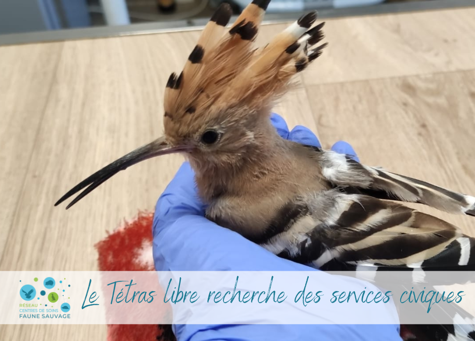 Le Tétras libre recherche ses futurs Services civiques