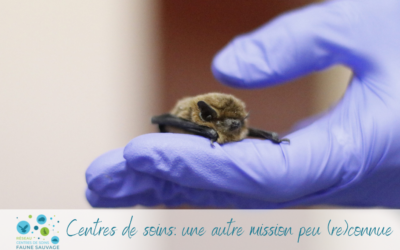 Centres de soins pour la faune sauvage: une autre mission peu (re)connue
