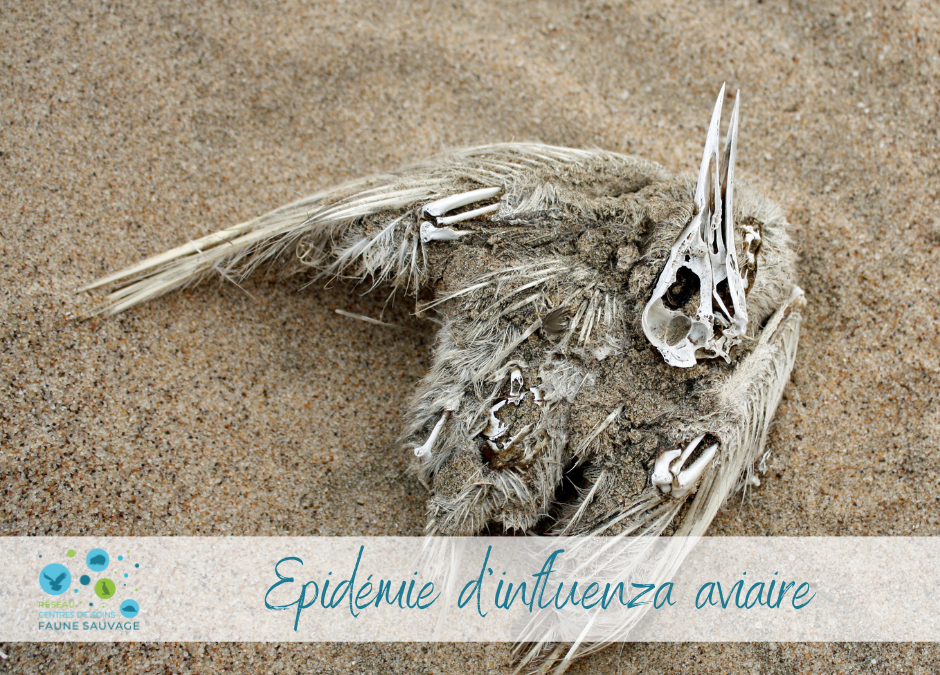 Epidémie d’influenza aviaire : soyez prudents !