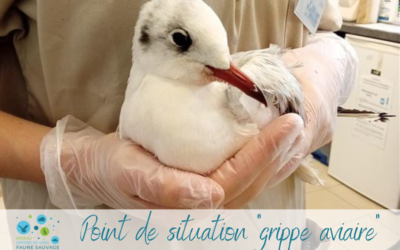 Point de situation « grippe aviaire »