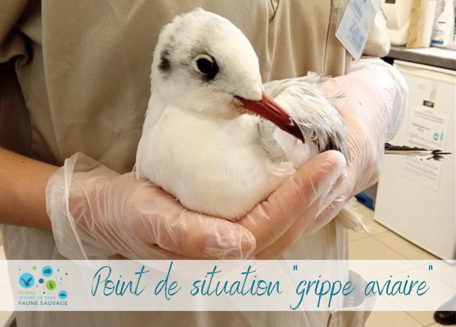 Point de situation « grippe aviaire »