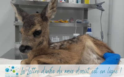 La Lettre d’infos du mois d’août est en ligne !