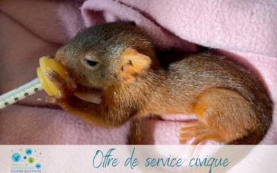 Le CVFSE recrute deux services civiques