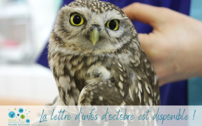 La Lettre d’infos d’octobre est disponible !