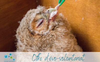 Offre d’éco-volontariat pour Faune Alfort