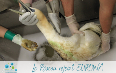 Le Réseau rejoint EUROWA