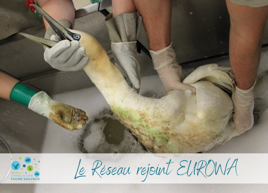 Le Réseau rejoint EUROWA