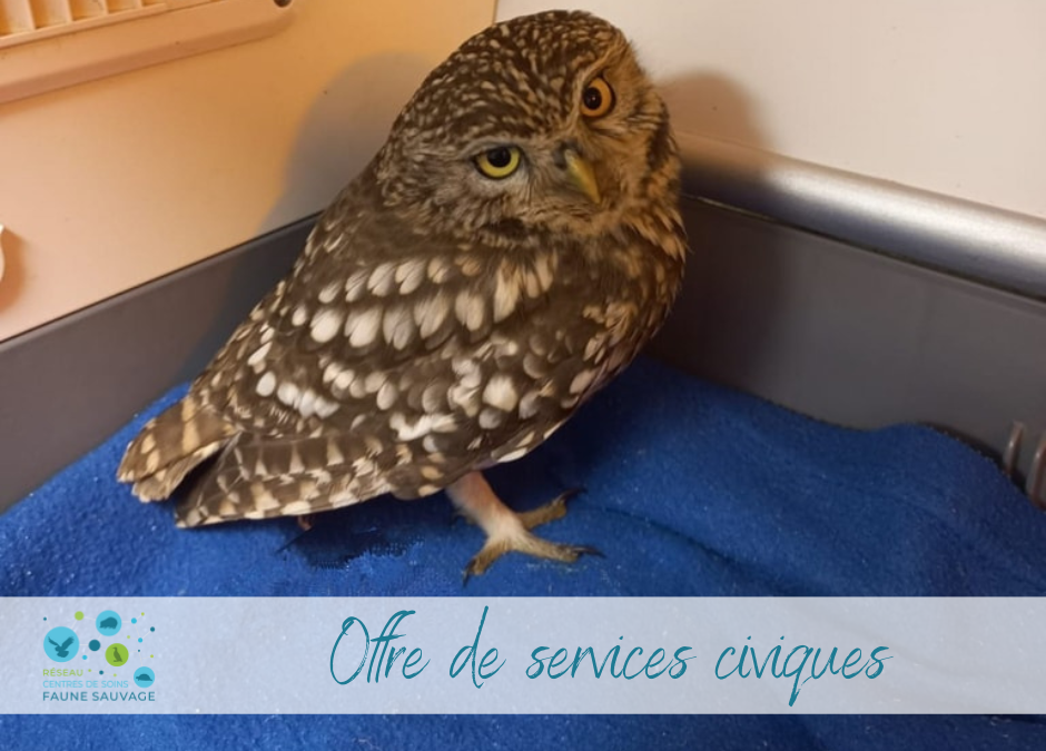 Offre de services civiques au Tétras libre