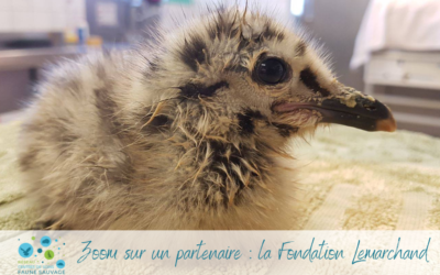 Zoom sur un partenaire : la Fondation Lemarchand