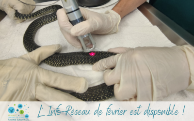 L’info-Réseau de février est en ligne