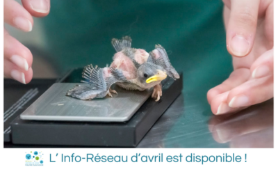 L’Info-Réseau d’avril est disponible