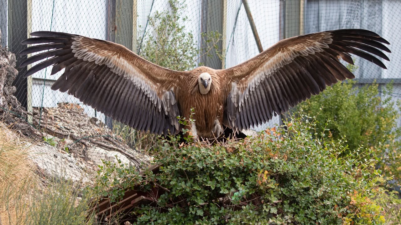 Info-Réseau du Réseau centres de soins faune sauvage de juin 2025