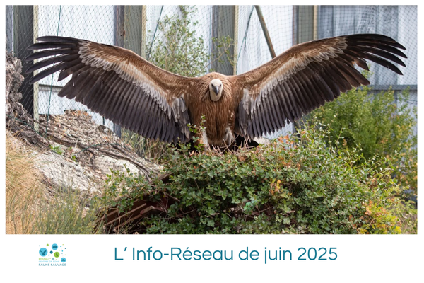 L’Info-Réseau de juin 2025
