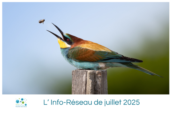 L’Info-Réseau de juillet 2025