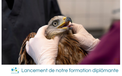 Lancement de notre formation diplômante