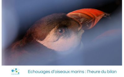 Echouages d’oiseaux marins : l’heure du bilan