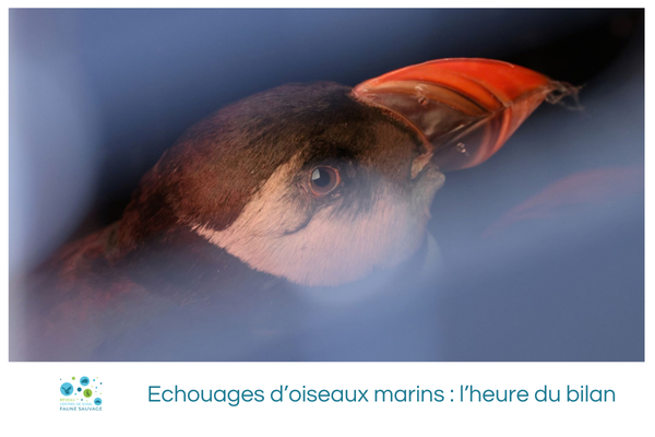 Echouages d&rsquo;oiseaux marins : l&rsquo;heure du bilan