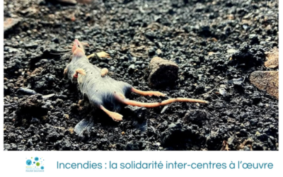 Incendies : la solidarité inter-centres à l’œuvre