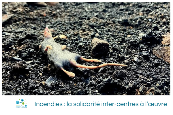 Incendies : la solidarité inter-centres à l&rsquo;œuvre